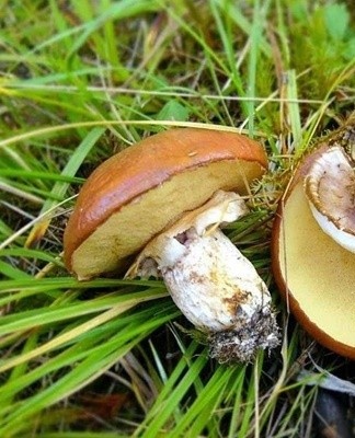 Les chapeaux du revers sont poreux et ressemblent à une éponge en cèpes, huile.