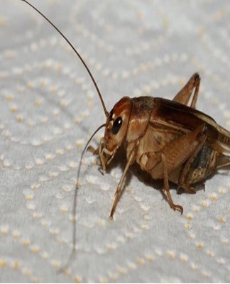 s'efforcer de trouver de l'humidité