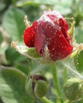 Spintmijtkolonies vermenigvuldigen zich snel en kunnen zich snel verplaatsen naar andere planten.