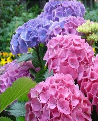 Il n'est pas nécessaire de nourrir les arbustes la première année après la plantation, l'hortensia poussera bien de toute façon.