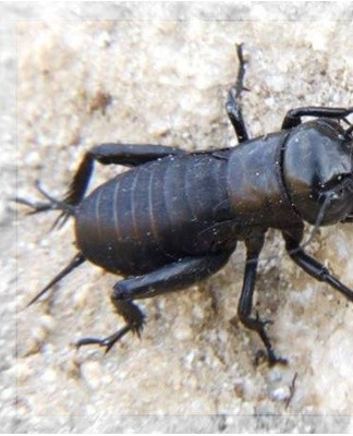 Les insectes s'installent généralement dans la salle de bain ou la cuisine près des robinets car ils aiment l'humidité.