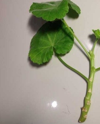 La reproduction de cette manière consiste à couper des boutures saines de plantes.