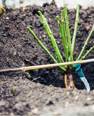 Rozen groeien slecht in dichte aanplant, bloemen missen zonlicht en lucht.