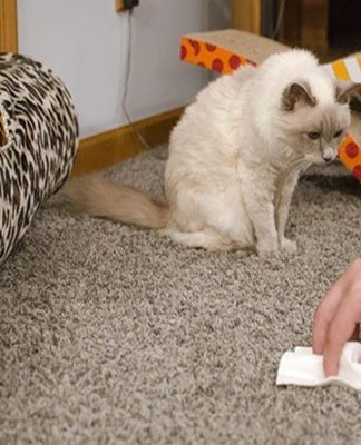 Le bicarbonate de soude est un bon absorbant et doit être saupoudré sur une zone humide en couche épaisse.