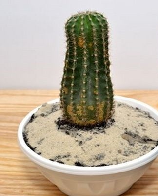 cactus staat