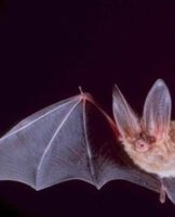 Règles et 15 meilleures méthodes pour se débarrasser des chauves-souris pour de bon