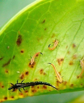 thrips sur une orchidée