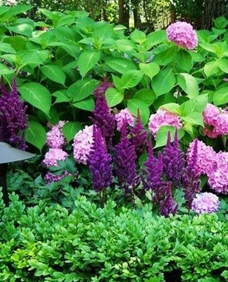 Les hortensias panicules sont également taillés deux fois : au printemps et à l'automne.