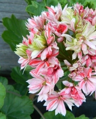 Uiterlijk ziet sterpelargonium eruit als anjers vanwege de pluizige, gebeeldhouwde bloemblaadjes.