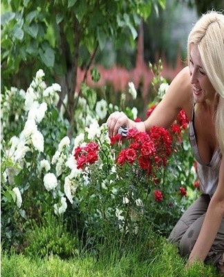 Les roses réagissent à l'introduction d'engrais minéraux et de matière organique avec une floraison vigoureuse et un aspect sain.