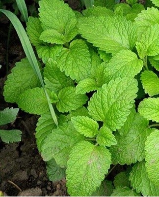  Uienplantages worden eens in de twee weken behandeld met de voorbereide samenstelling.