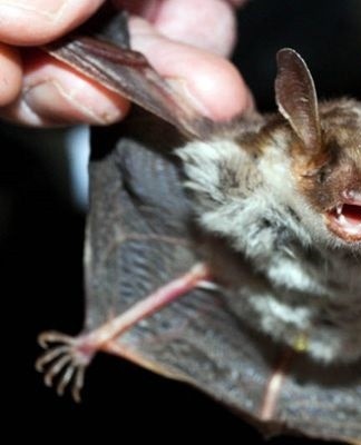 chauve souris