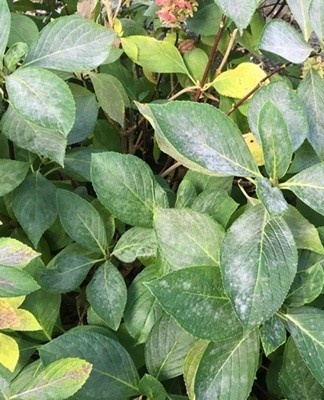 Une maladie fongique qui affecte principalement les feuilles d'une plante.