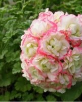 Pelargonium thuis kweken en verzorgen voor beginners