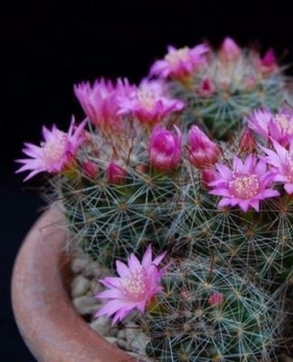 cactus en fleurs