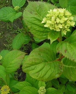 Tuinhortensia's kunnen worden aangetast door verschillende schimmelziekten.