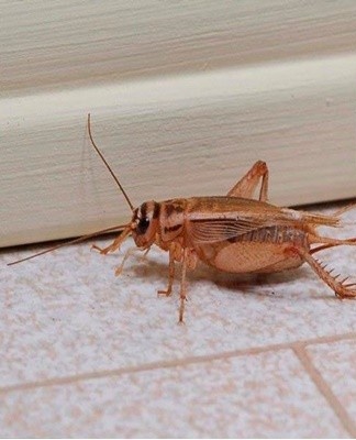 Insecten kruipen in scheuren in muren, vloeren en nestelen zich in meubels.