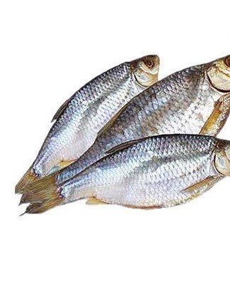 poisson bélier