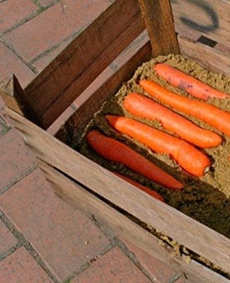 carottes en boite