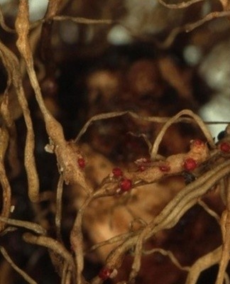 Un ver parasite qui infecte le système racinaire et le tronc des hortensias de jardin.