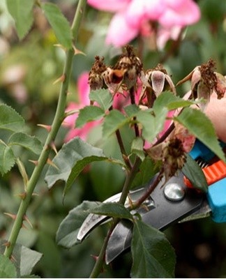 La taille d'automne doit être effectuée pendant la première période de gel.