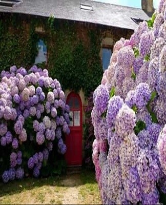  Voortplanting van tuinhortensia's door gelaagdheid begint in het vroege voorjaar,