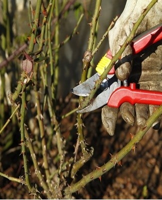 Het belangrijkste doel van snoeien is het verwijderen van zieke en gedroogde takken en het stimuleren van de uitbreiding van toekomstige bloeiwijzen.