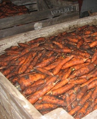 carottes au sous-sol