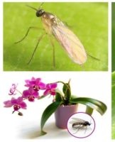 Que faire et comment se battre si des moucherons sont dans l'orchidée