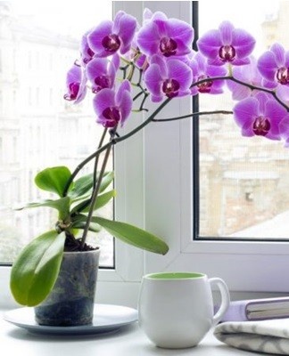 orchidee