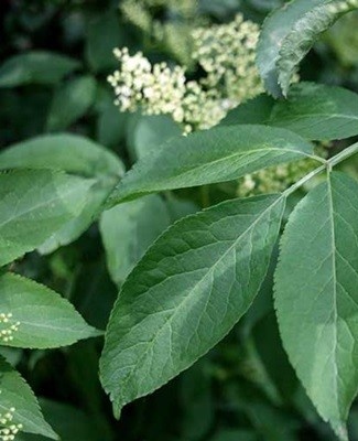 feuilles de sureau