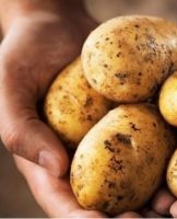 Termes et moyens de conserver correctement les pommes de terre pour l'hiver dans un appartement et une cave