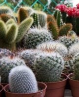 Comment bien prendre soin d'un cactus à la maison, le repiquer et l'arroser