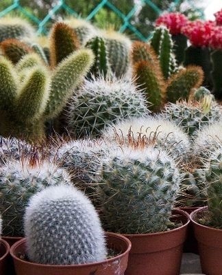 veel cactussen