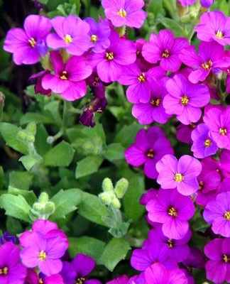 Aubrietta