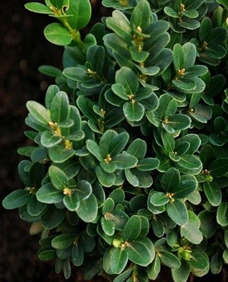 buxus