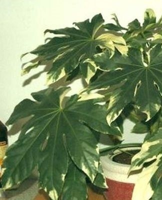 fatsia bloem