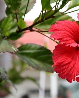 hibiscus