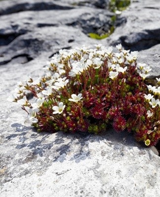 saxifrage