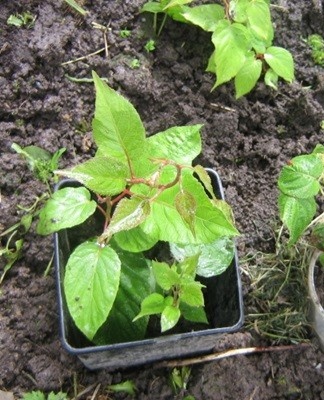 actinidia-landing