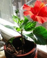 Regels voor het planten en verzorgen van hibiscus binnenshuis thuis