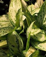 Regels voor de verzorging en teelt van aglaonema thuis, beschrijving van variëteiten