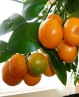 Règles pour faire pousser et entretenir un arbre de mandarine à la maison