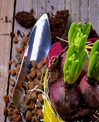 Om een ​​plant te planten, heb je bollen nodig.