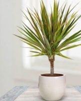 Hoe u dracaena thuis goed kunt verzorgen