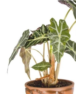 Voor alocasia is een lichtzure vruchtbare grond nodig, die het vocht goed in de pan doorlaat en snel droogt.