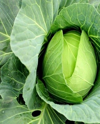 Il est préférable de cueillir des légumes les jours chauds et secs.