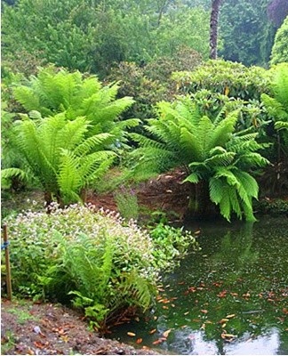 Deze plant kan zelfs zonder aarde groeien, omdat hij in natuurlijke omstandigheden wortel schiet op bladeren en stammen.