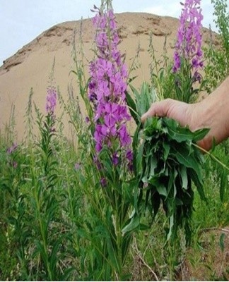 il est recommandé de récolter les fleurs pour le séchage début juillet, pendant la période de floraison la plus active