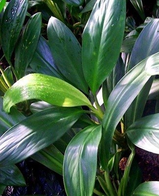 feuilles brillantes